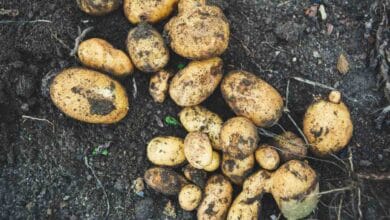 Potatoes grow on the Moon