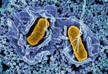 Bacteria That Can Destroy Cancer