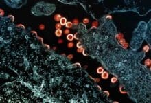 Gut microbiota influence muscle strength