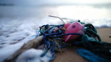 Dolphin toy trapped in trash at sea shore