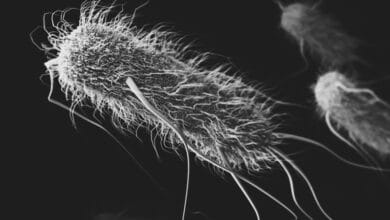 Bacterial Memory: The Surprising Way Bacteria Use Their Past